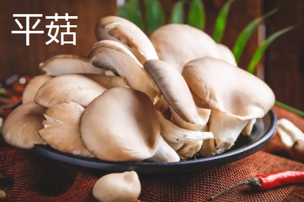 凤尾菇的栽培技术，菌种的菌龄最好在20-25天