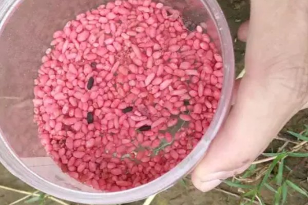 钓鲫鱼用什么窝料打窝最好，用酒米非常合适