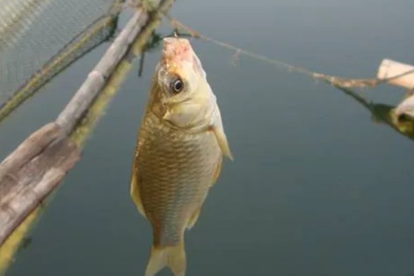 钓鲫鱼用什么窝料打窝最好，用酒米非常合适