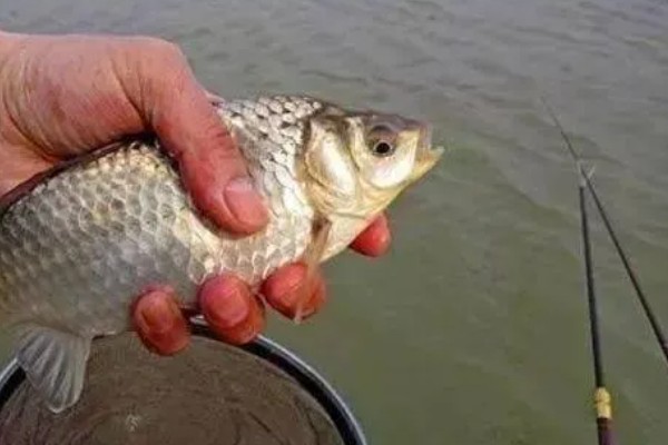 钓鲫鱼用什么窝料打窝最好，用酒米非常合适