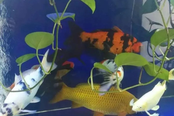 锦鲤一年可以长几厘米，一龄锦鲤能长15-20厘米左右