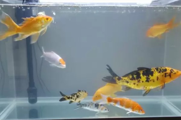 锦鲤一年可以长几厘米，一龄锦鲤能长15-20厘米左右