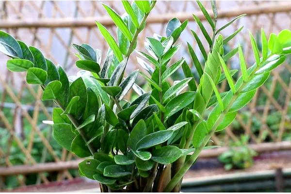 摇钱树大量掉叶如何解决，受到暴晒时要采取遮阴措施