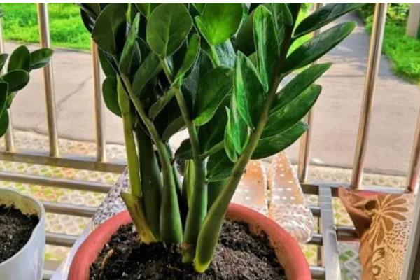 摇钱树大量掉叶如何解决，受到暴晒时要采取遮阴措施