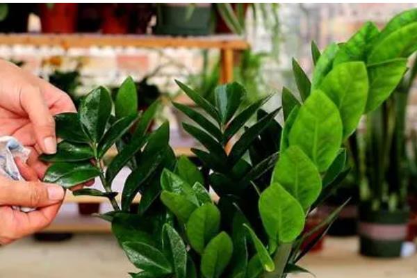 摇钱树大量掉叶如何解决，受到暴晒时要采取遮阴措施