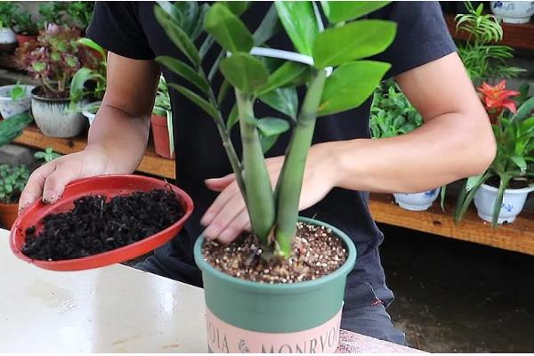 摇钱树大量掉叶如何解决，受到暴晒时要采取遮阴措施