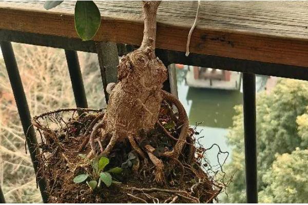 摇钱树大量掉叶如何解决，受到暴晒时要采取遮阴措施