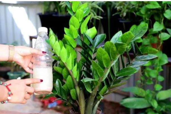 摇钱树大量掉叶如何解决，受到暴晒时要采取遮阴措施