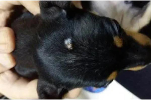 小狗身上有跳蚤的症状，会出现搔痒、摩擦、啃毛等