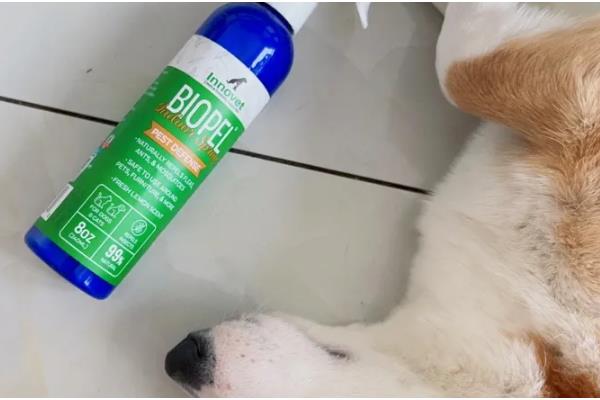 小狗身上有跳蚤的症状，会出现搔痒、摩擦、啃毛等