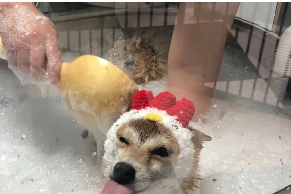 小狗身上有跳蚤的症状，会出现搔痒、摩擦、啃毛等