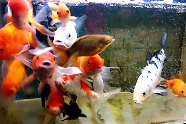 锦鲤一年可以长几厘米，一龄锦鲤能长15-20厘米左右