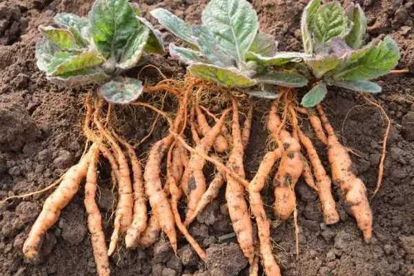 生地黄是不是生地，生地黄是生地