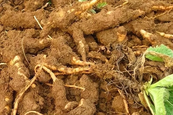 生地黄是不是生地，生地黄是生地