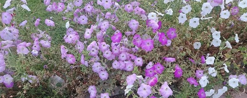 碧冬茄怎么扦插，对土壤消毒后再插入枝条