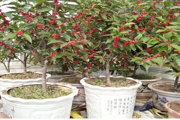 为什么铁冬青树那么贵,因为其根、叶、树皮和种子都可药用