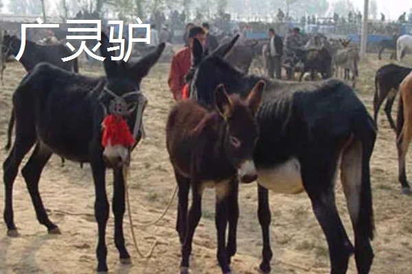 肉驴的品种,常见的有关中驴、德州驴等
