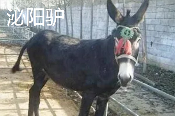 肉驴的品种,常见的有关中驴、德州驴等