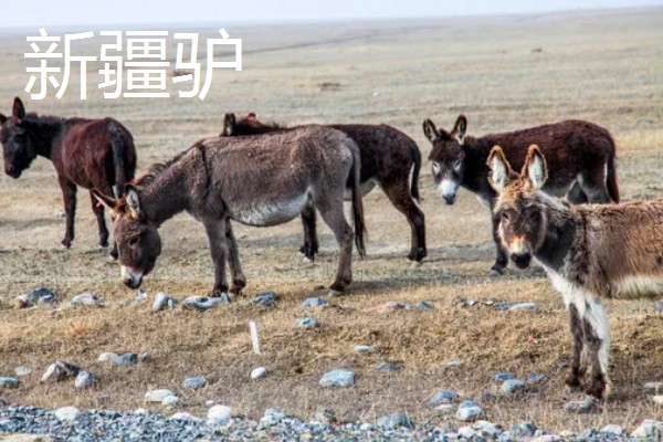 肉驴的品种,常见的有关中驴、德州驴等