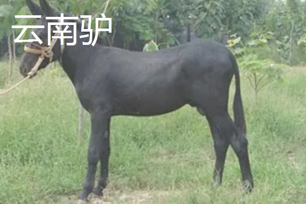 肉驴的品种,常见的有关中驴、德州驴等