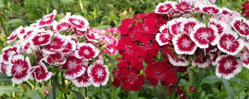 石竹冬天会冻死吗，不会冻死