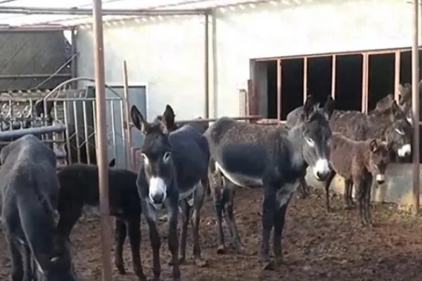 肉驴的品种,常见的有关中驴、德州驴等