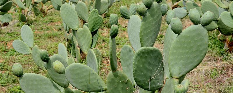 养仙人掌的注意事项，每年更换一次盆土