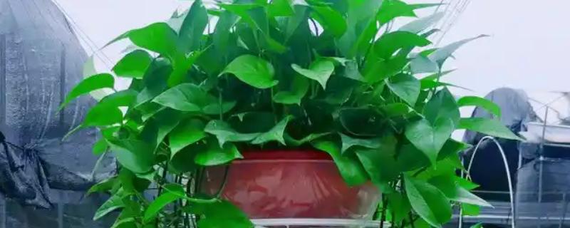 绿萝的叶子为什么发黄有黑斑，可能是温度低、受到强光暴晒等因素所致