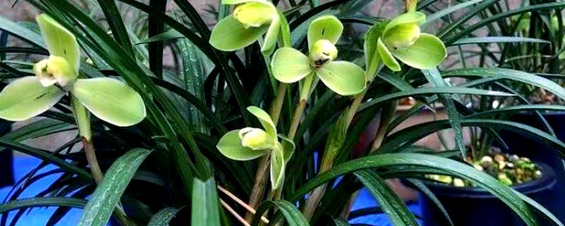 兰花有什么品种，常见春兰、蕙兰等10个种类