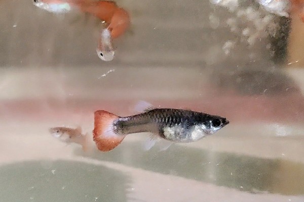 孔雀鱼屁股黑了的原因及解决方法，可能是怀孕或受惊所致