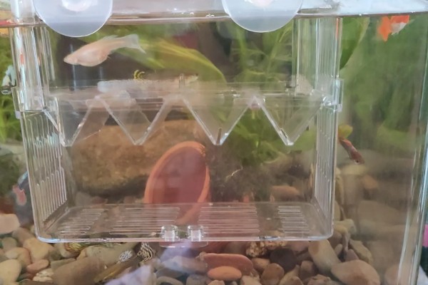 孔雀鱼屁股黑了的原因及解决方法，可能是怀孕或受惊所致