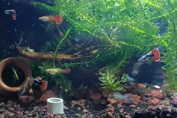 孔雀鱼屁股黑了的原因及解决方法，可能是怀孕或受惊所致