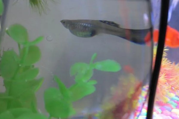 孔雀鱼屁股黑了的原因及解决方法，可能是怀孕或受惊所致