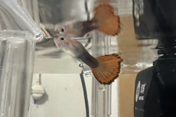 孔雀鱼屁股黑了的原因及解决方法，可能是怀孕或受惊所致