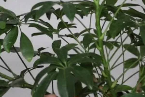 八方来财树的摆放禁忌，不宜摆放在卧室
