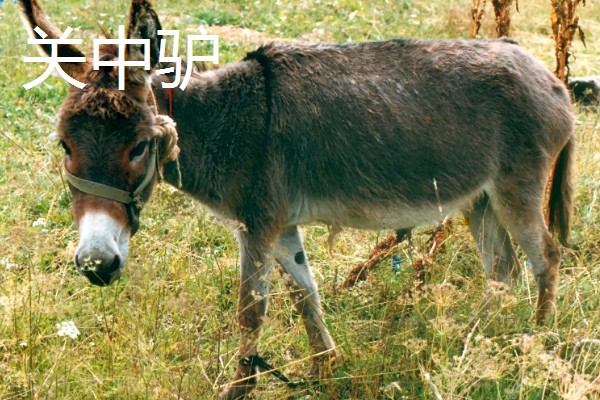 肉驴的品种,常见的有关中驴、德州驴等