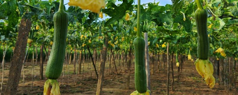 丝瓜弯曲的原因，受精不正常会导致果实发育不平衡