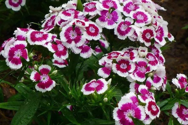 石竹冬天会冻死吗，不会冻死