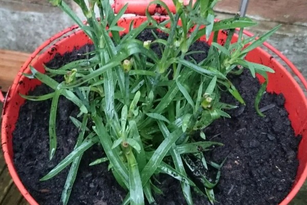 石竹冬天会冻死吗，不会冻死