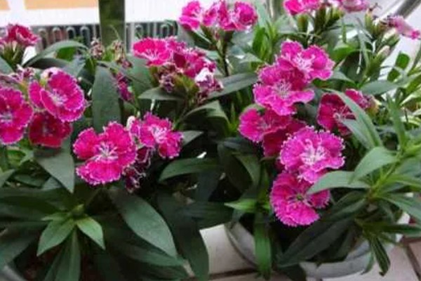 石竹冬天会冻死吗，不会冻死