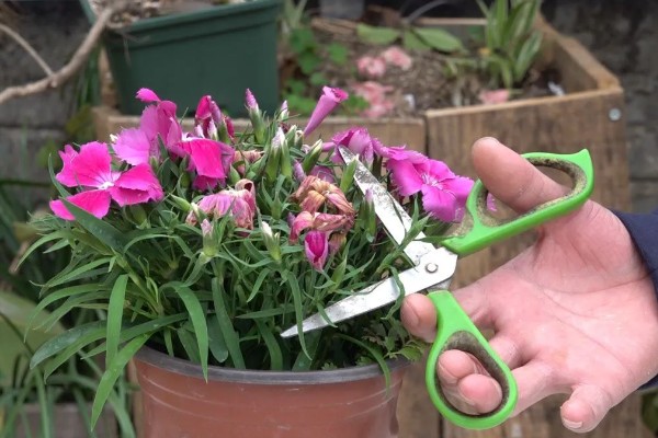 石竹冬天会冻死吗，不会冻死