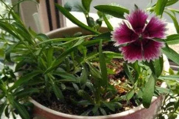 石竹冬天会冻死吗，不会冻死