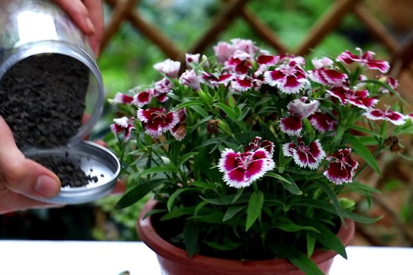 石竹冬天会冻死吗，不会冻死