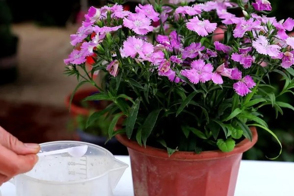 石竹冬天会冻死吗，不会冻死