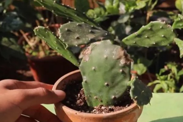 养仙人掌的注意事项,每年更换一次盆土