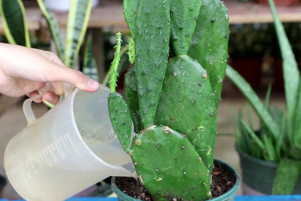 养仙人掌的注意事项,每年更换一次盆土