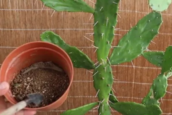 养仙人掌的注意事项,每年更换一次盆土