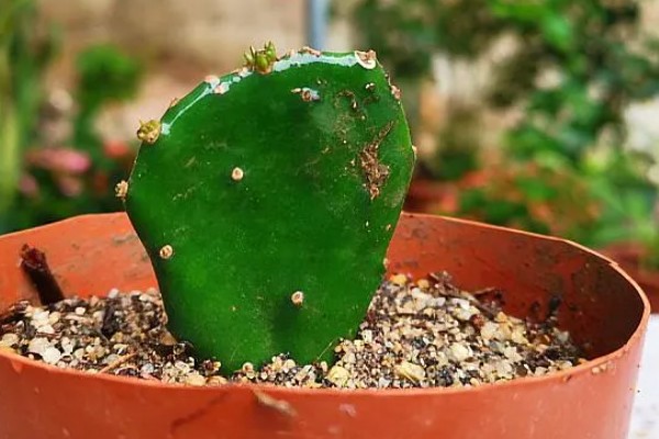 养仙人掌的注意事项,每年更换一次盆土