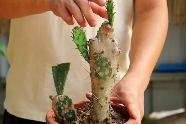 养仙人掌的注意事项,每年更换一次盆土
