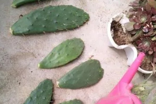 养仙人掌的注意事项,每年更换一次盆土